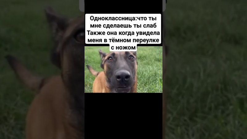 Собака дрожит зубами