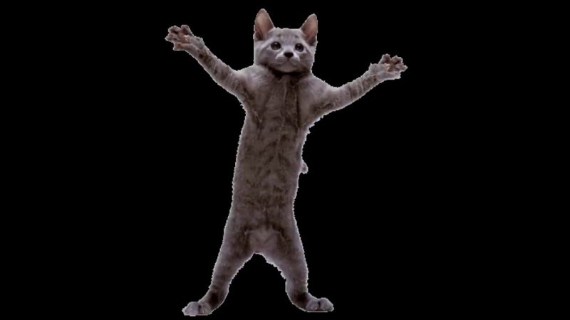 Котик танцует