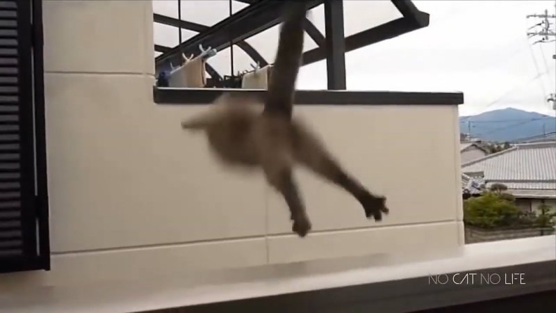 Кот прыгнул в окно