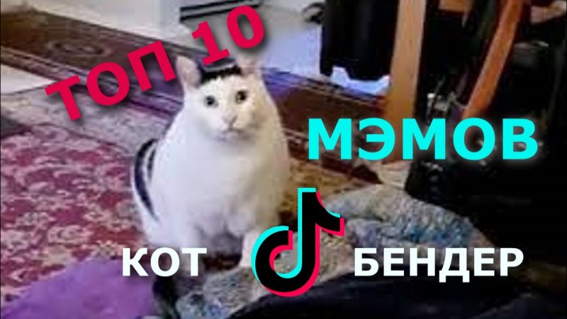 Кот Бендер мемы