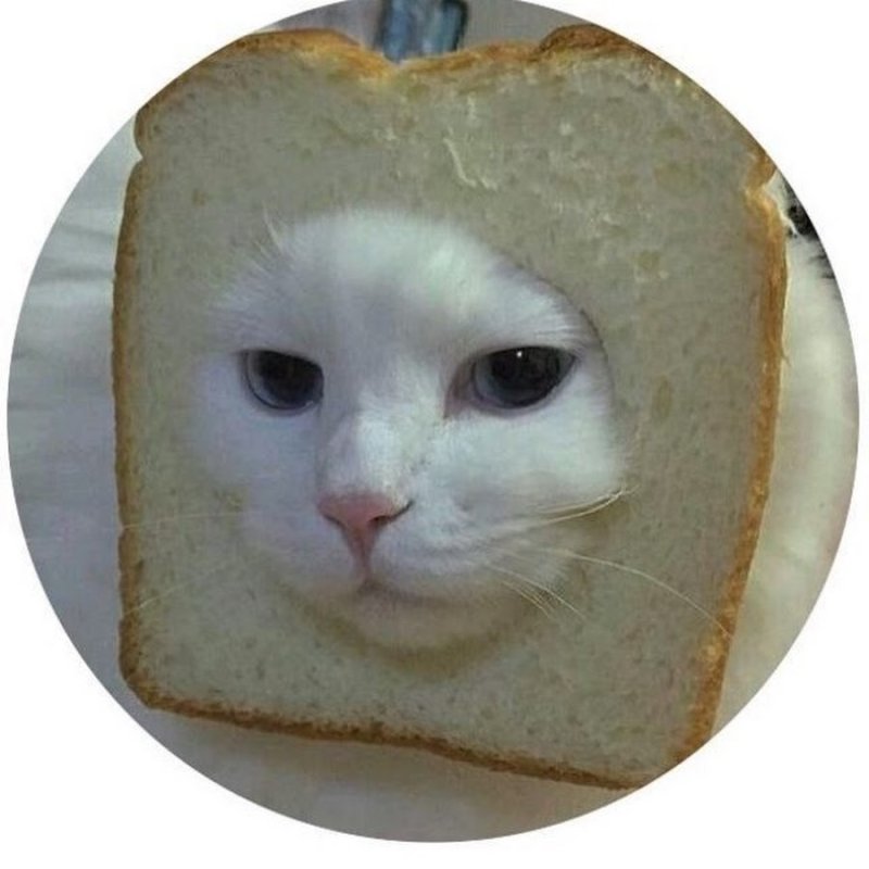 Смешные коты в хлебе