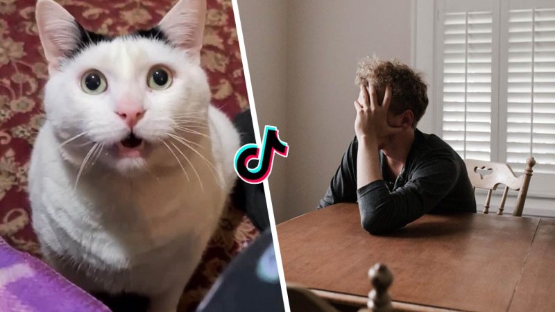 Мемы с котом который мяукает