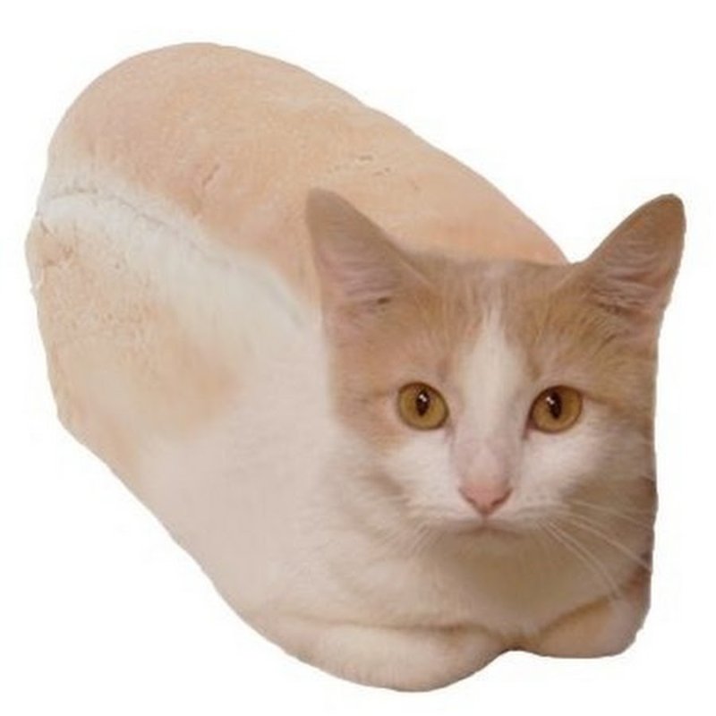 Кошка хлеб