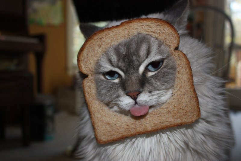 Кот с хлебушком
