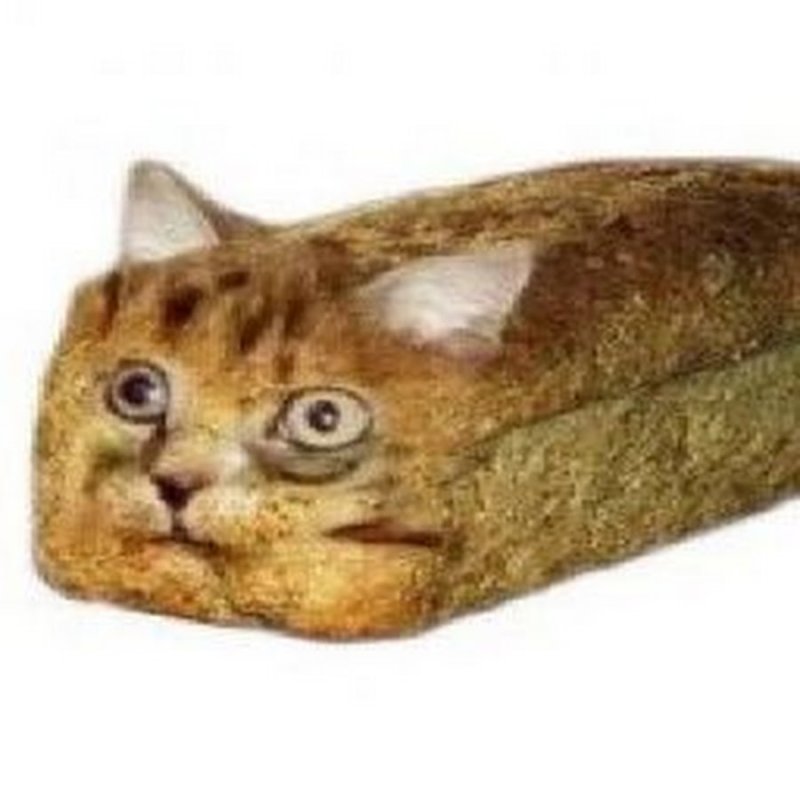 Кошка батон