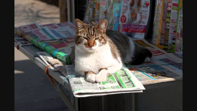 Газета для кошек