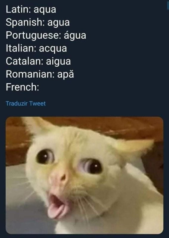 Французский кот Мем