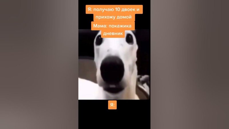 Дрожащая собака видео