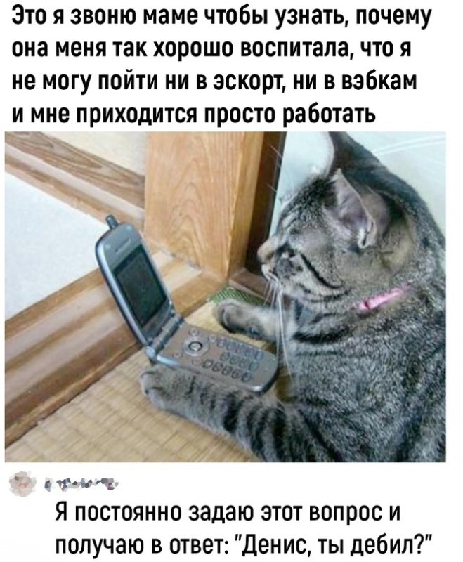 Коты с телефоном