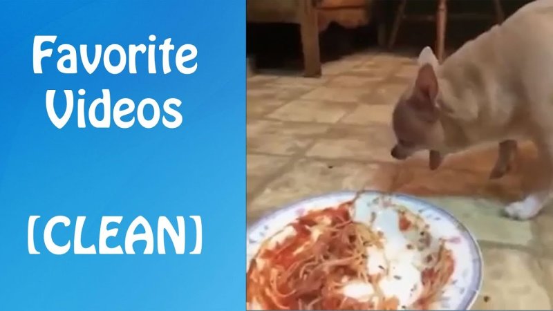 Чихуахуа ест спагетти