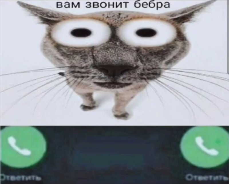 Бебра картинки