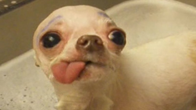 Собака с вытаращенными глазами