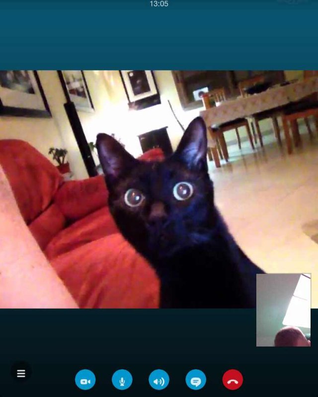 Кот по скайпу