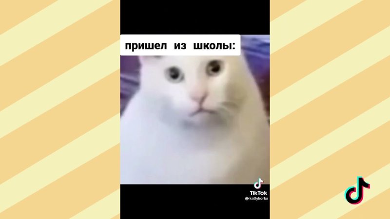 Кот Бендер из тик тока