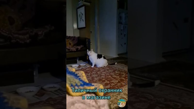 Толстый кот Бендер