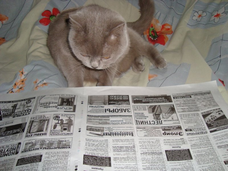 Кошачья газета