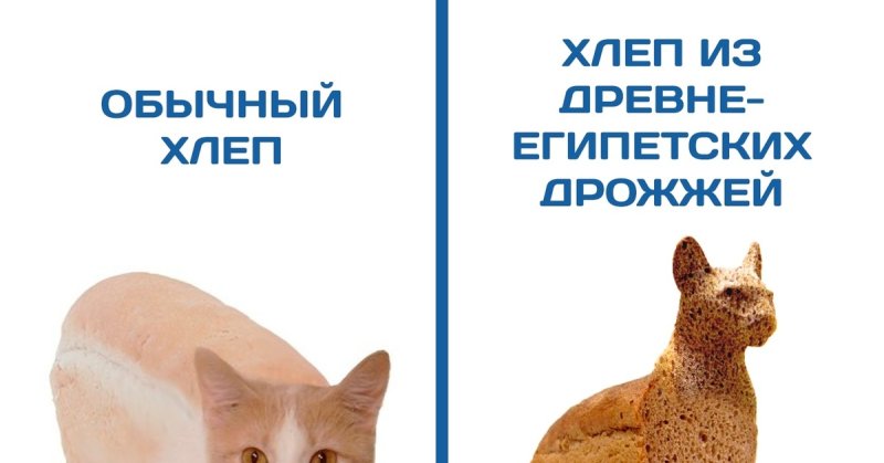 Котик Хлебушек