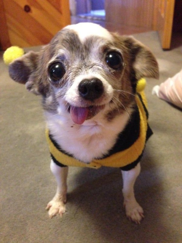 Собачка с высунутым языком