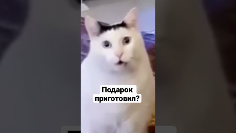 Чмоня котик Мем оригинал