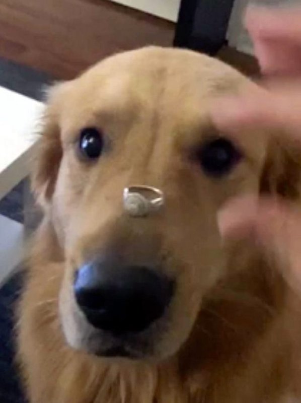 Собака поперхнулась Мем