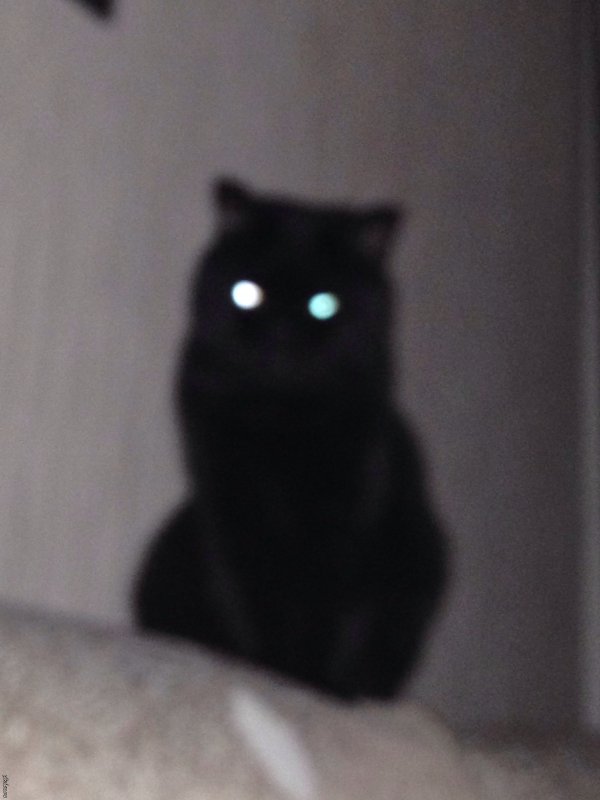 Черная кошка со светящимися глазами