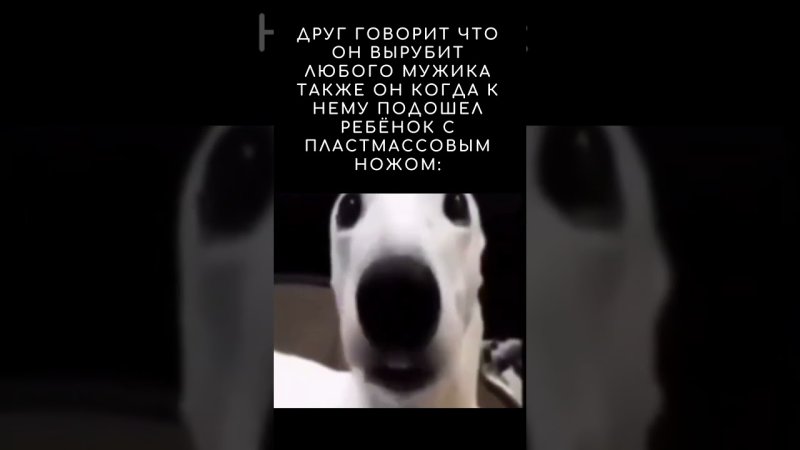 Собака щёлкает зубами Мем