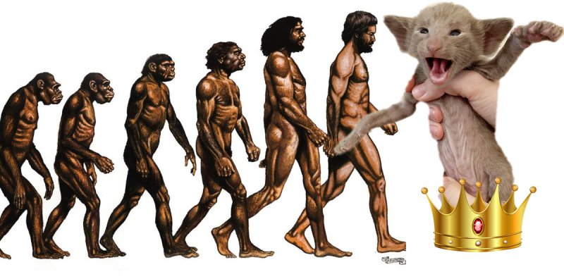 Следующая ступень эволюции человека