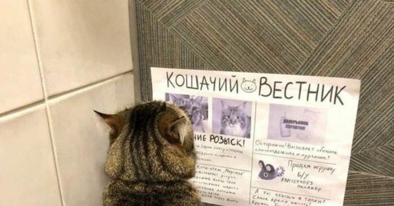 Газета с котами