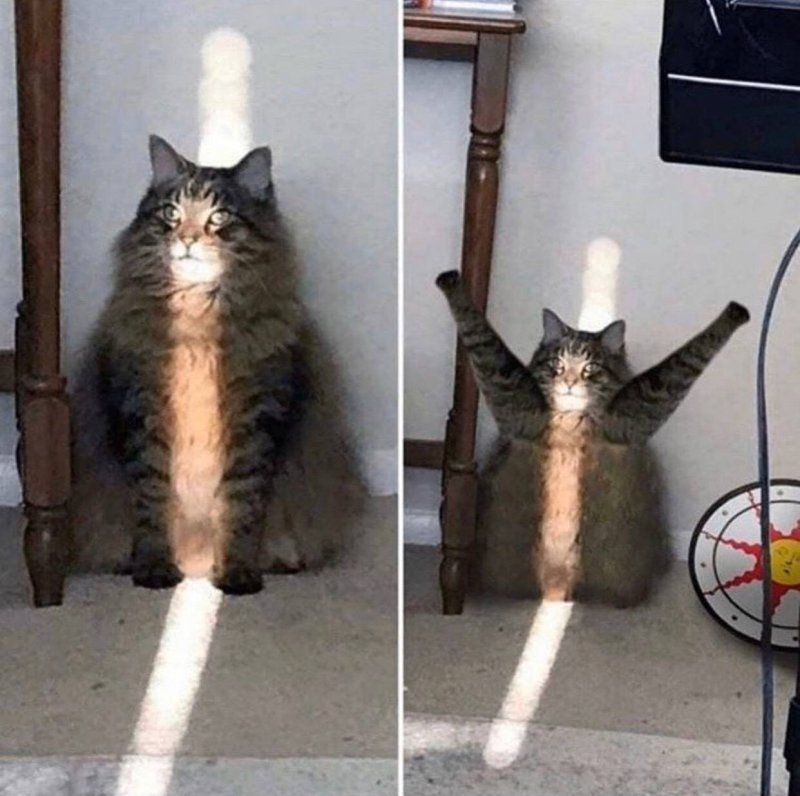 Приколы про кошек