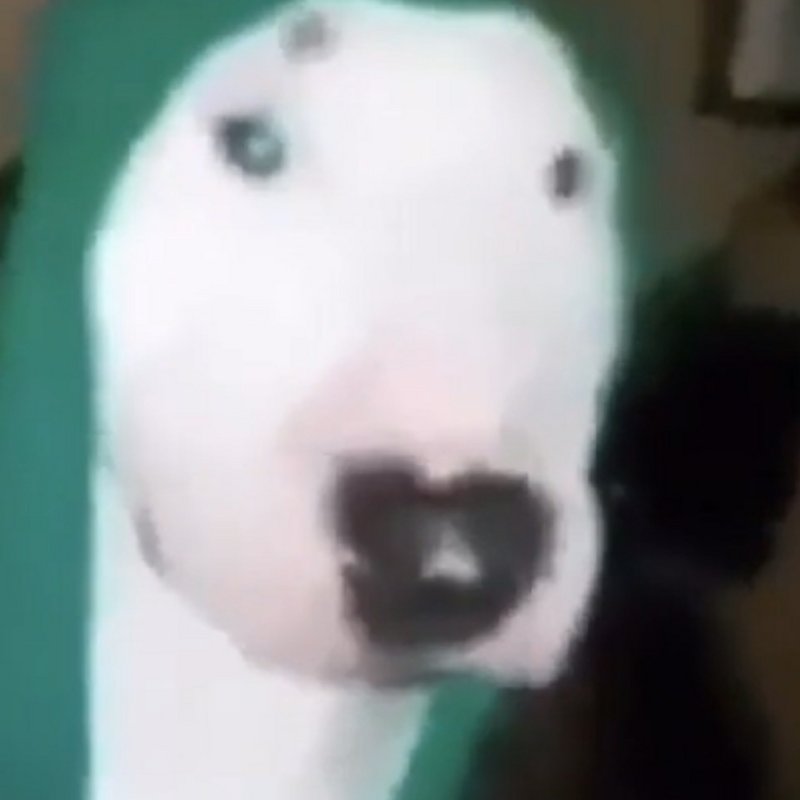 Собака стучит по сковороде