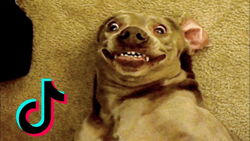 Собака смеется