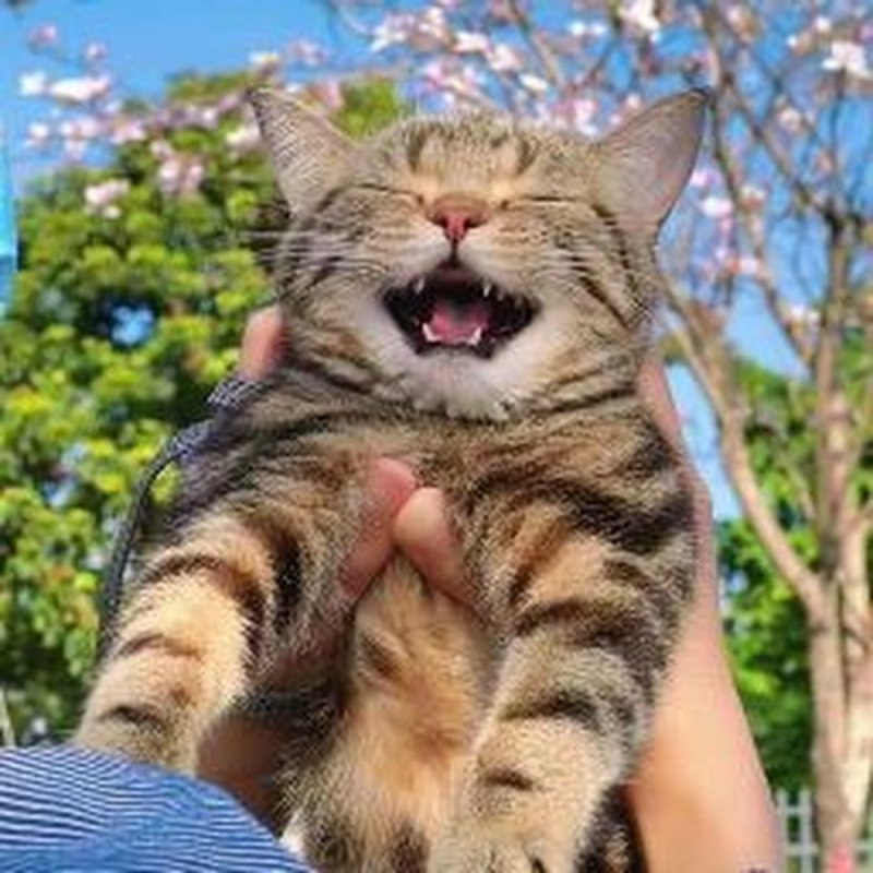 Радостный кот