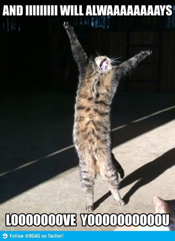 Кот радуется