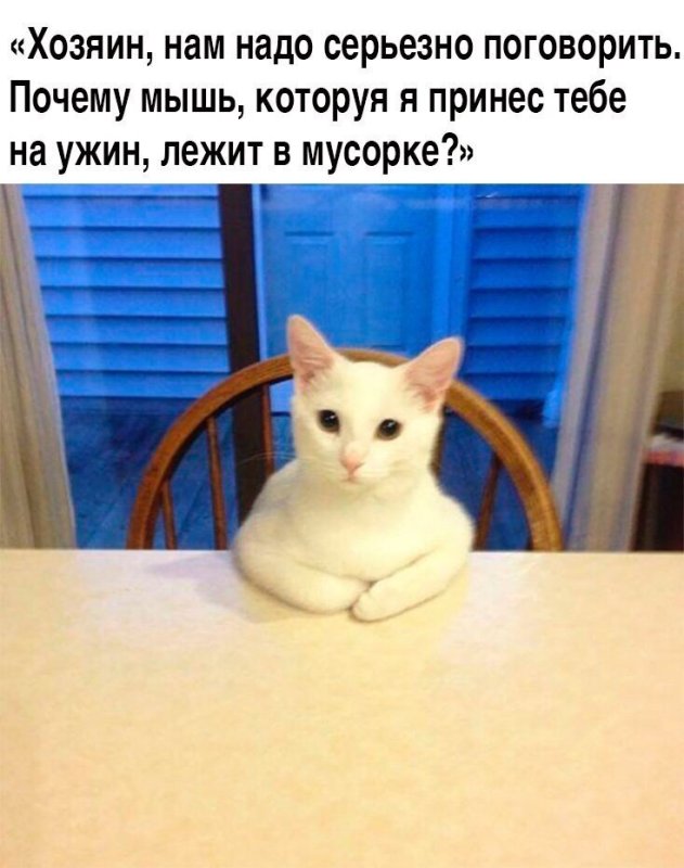 Кот за столом