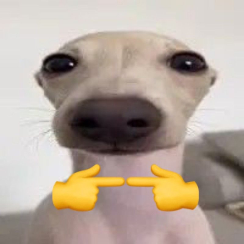 Прикольные морды собак