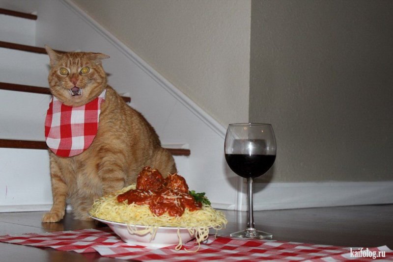 Толстый кот с едой