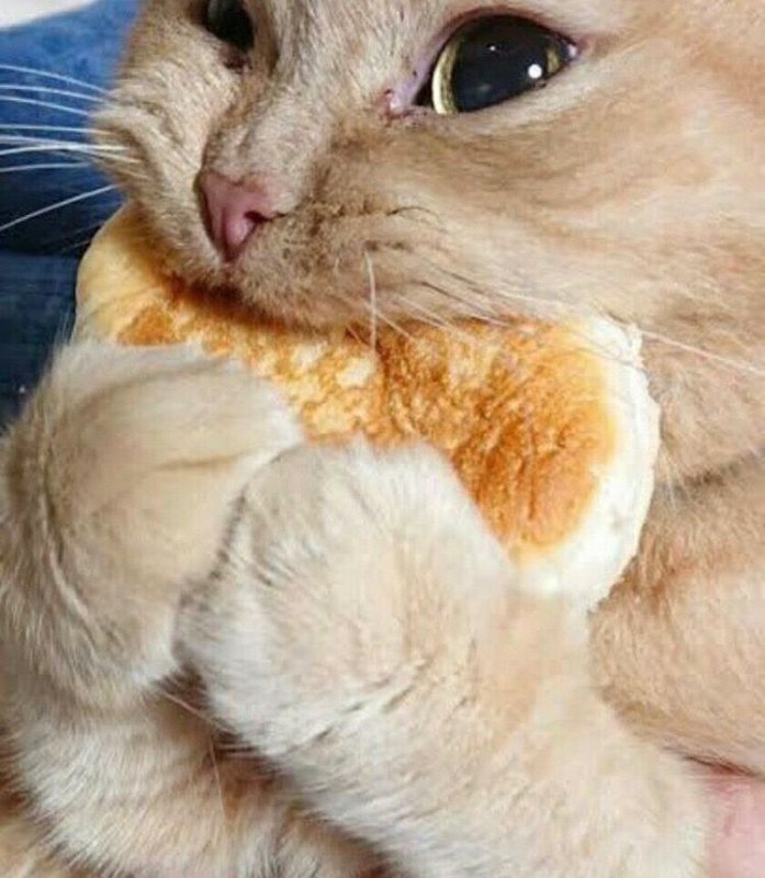 Котик кушает