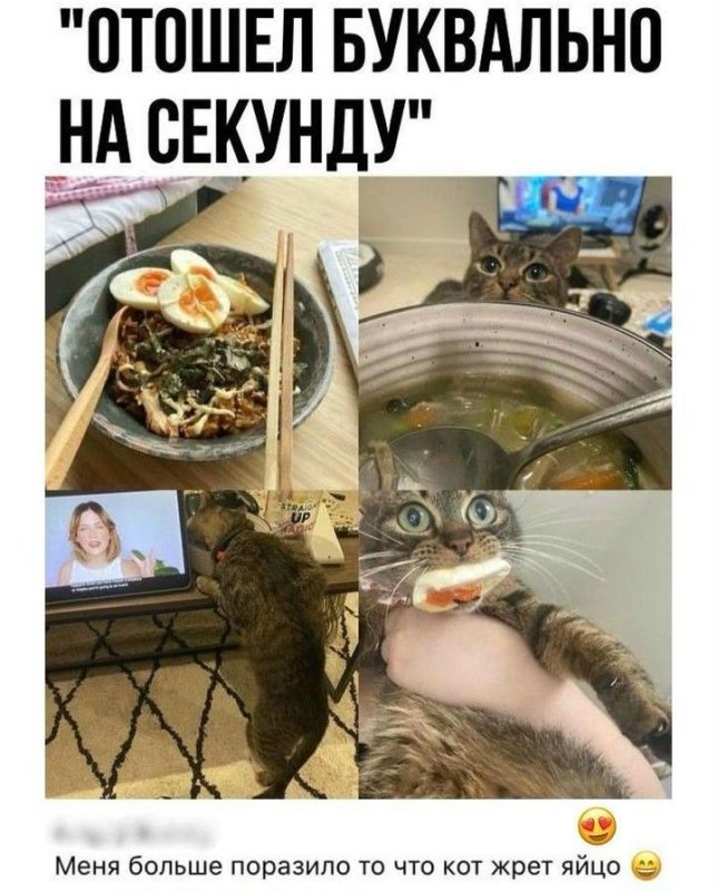 Кот жрать Мем