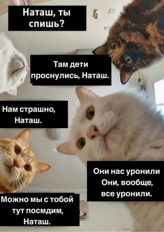 Мемы про котов