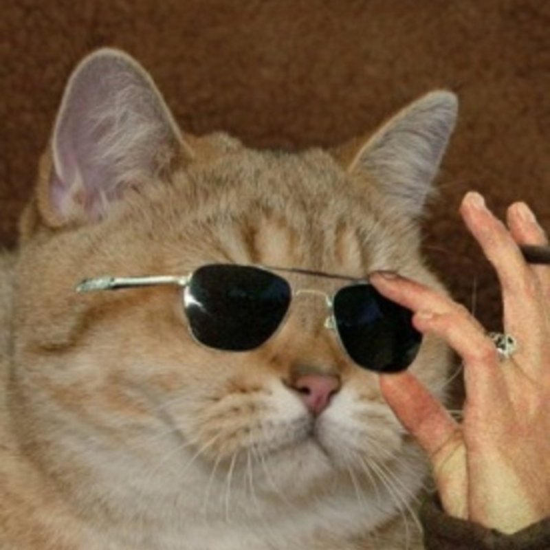 Крутые коты в очках