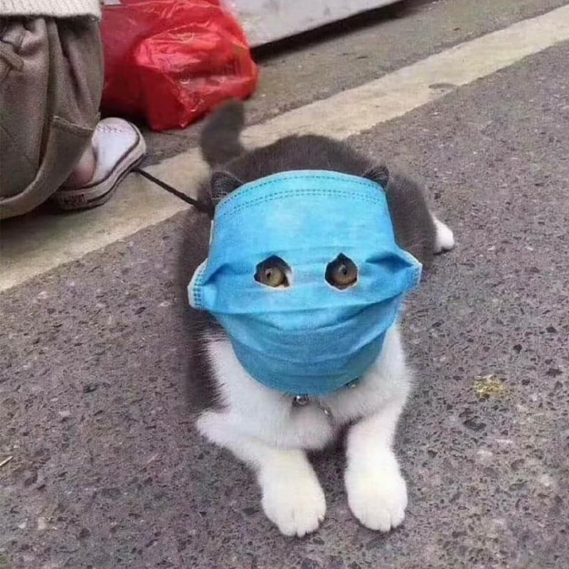 Кот в маске от коронавируса