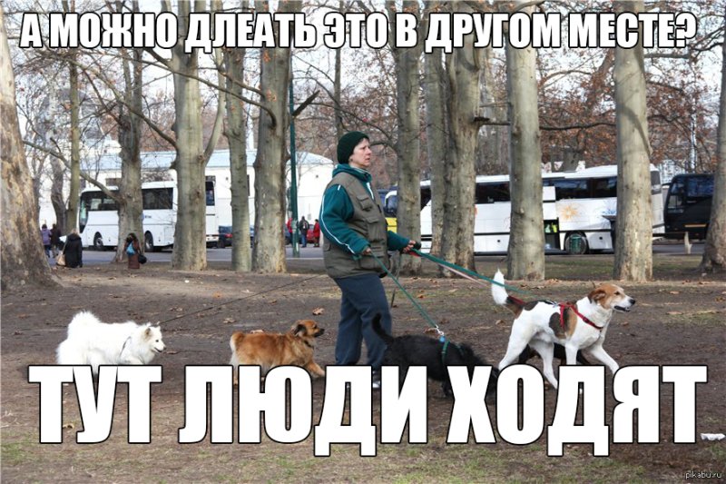 Выгул собак