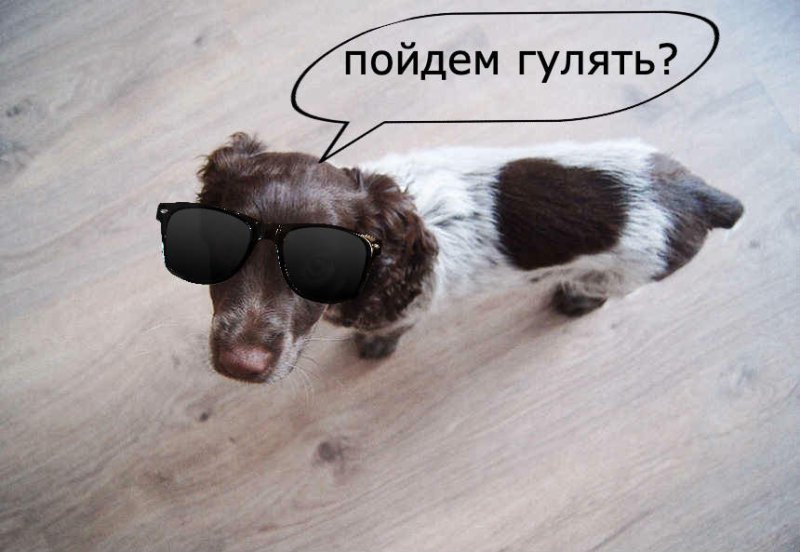 Собачки хотят гулять
