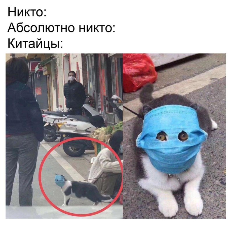 Маски. Котик