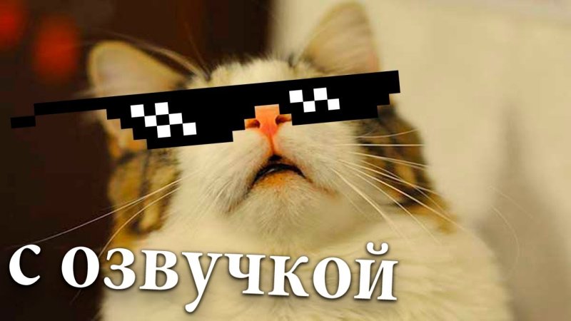 Котик в очках