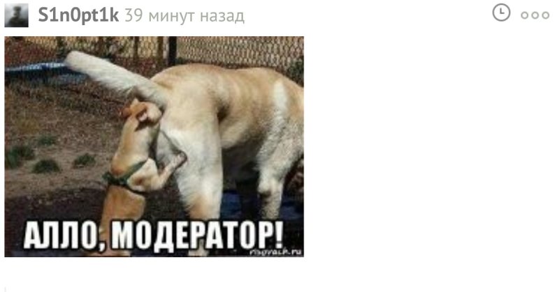 Собака нюхает