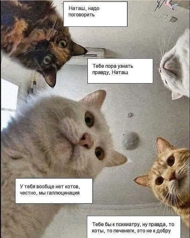 Мемы про котов