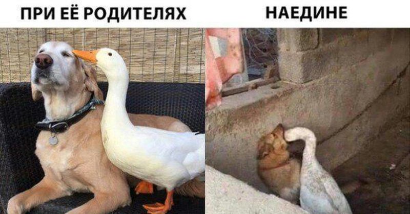 Собака алло