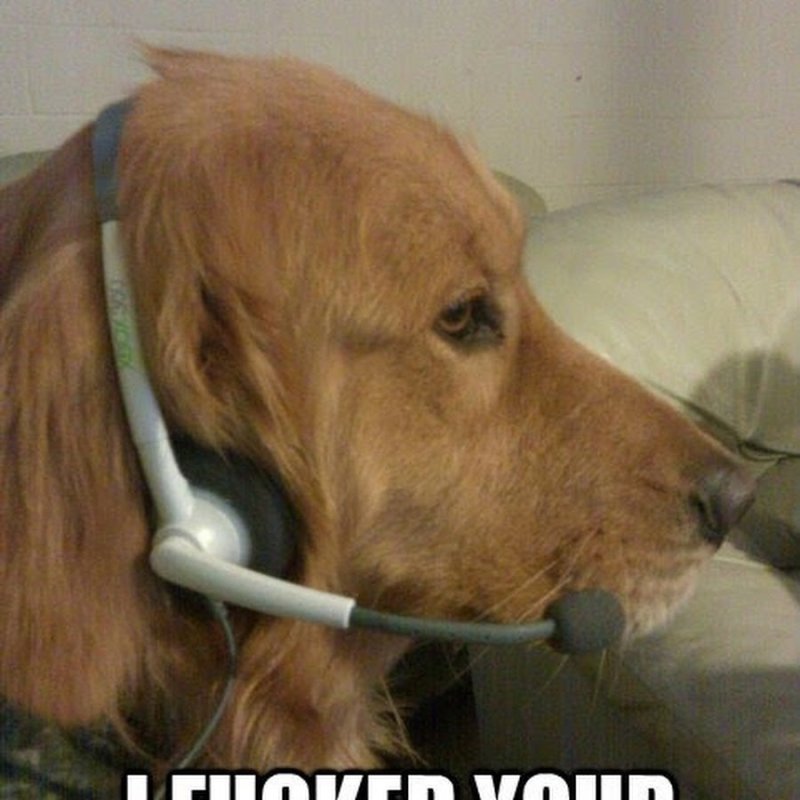 Алло Мем собака