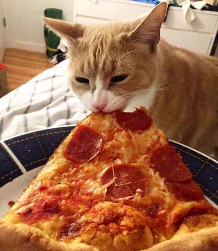 Котик с пиццей